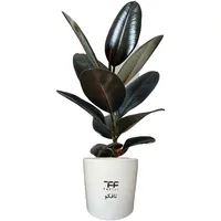  گل طبیعی فیکوس بلک تافکو کد 1402