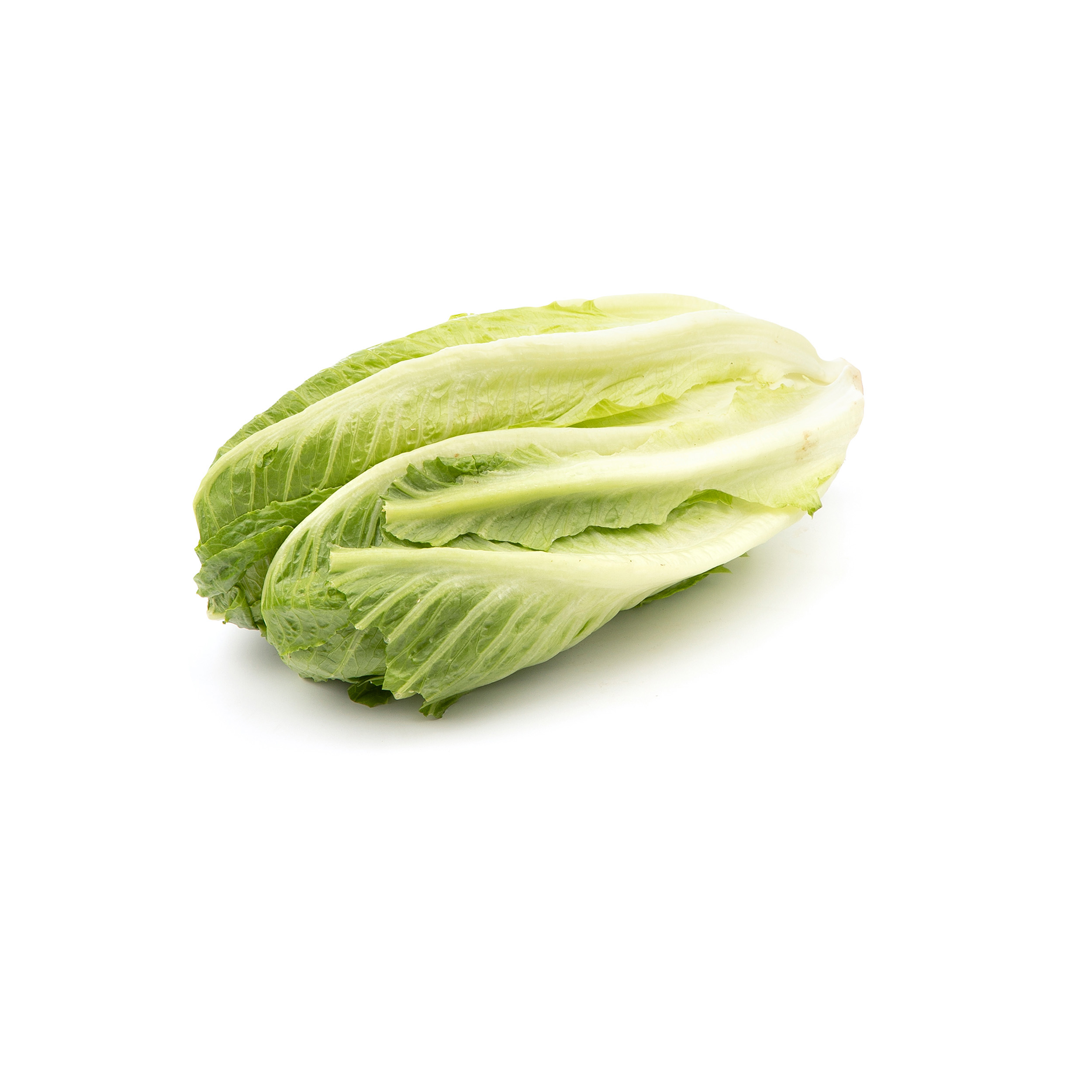 کاهو رسمی Fresh مقدار 1 عدد