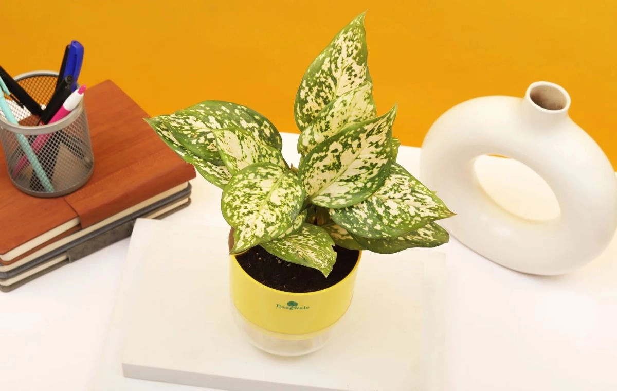 شرایط نوری گیاه آگلونما برفی