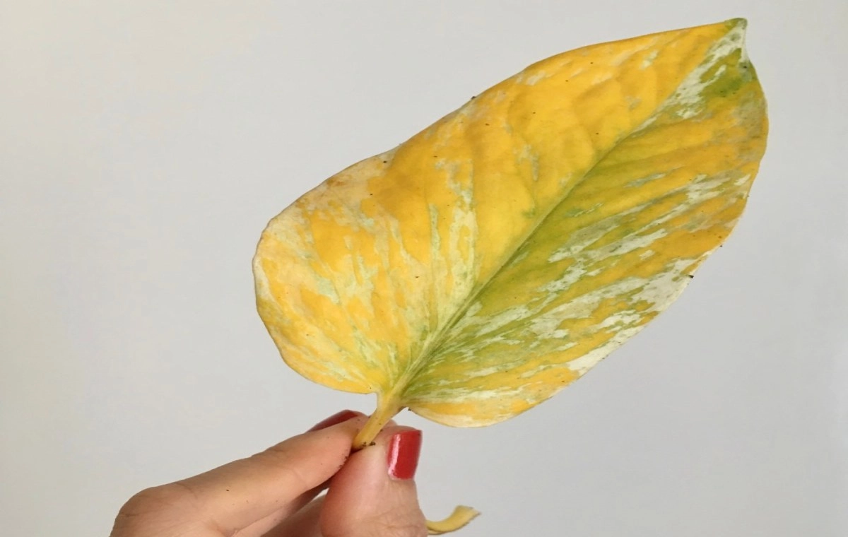 زرد شدن برگ آگلونما برفی