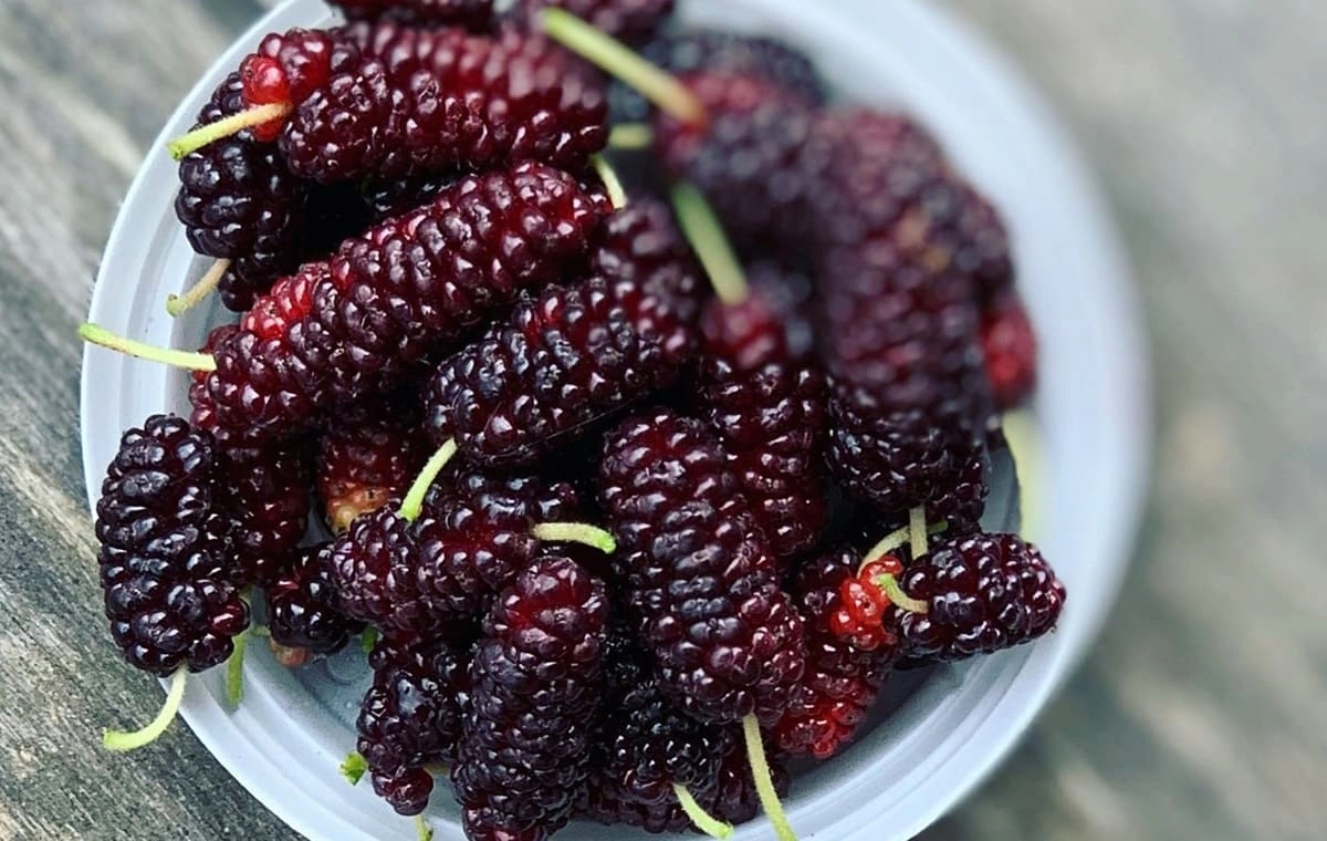 مرحله اول تهیه شربت شاه‌توت