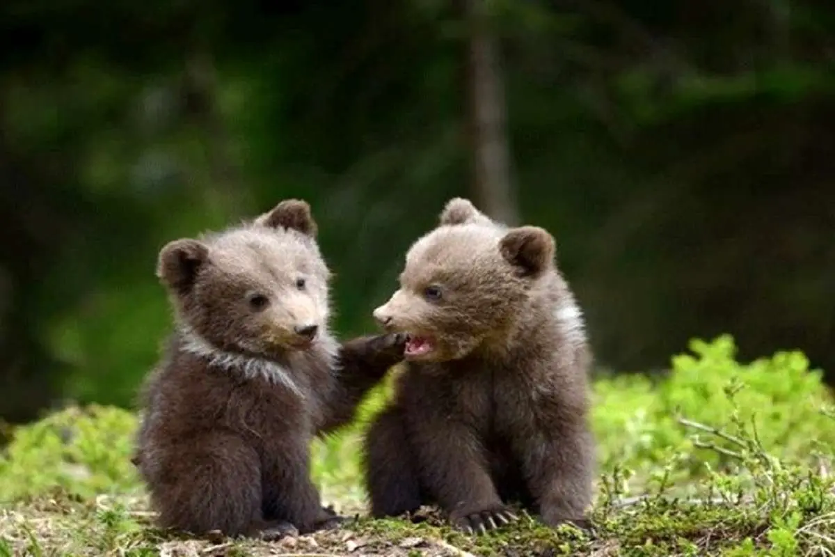 گزارش محیط زیست درباره توله خرس دوم پارک پردیسان