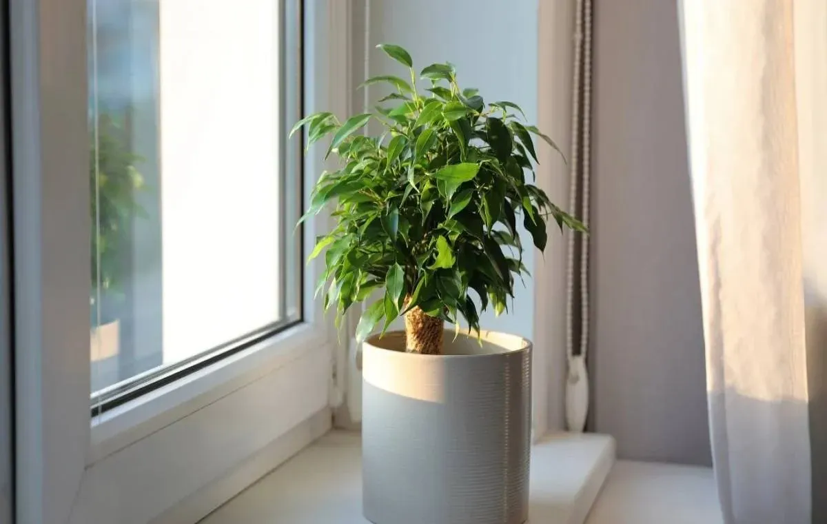 بهترین مکان برای فیکوس