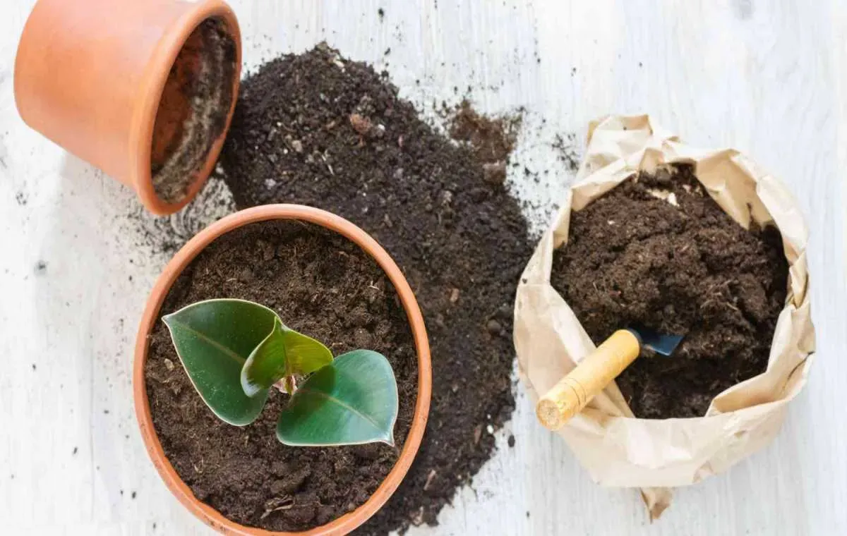 خاک مناسب فیکوس چیست؟