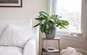 نگهداری و تکثیر گیاه آگلونما