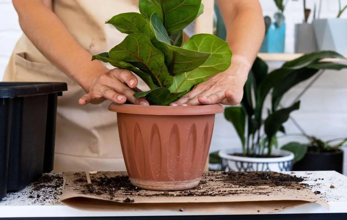 کود مناسب گیاه فیکوس