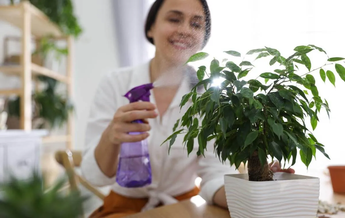 رطوبت فیکوس چقدر است؟