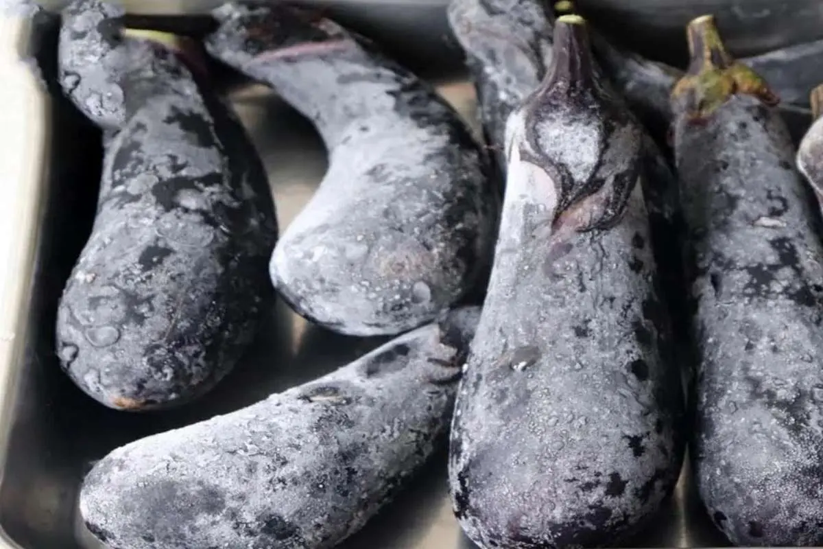 ببینید؛ بادمجان را با این روش بدون سرخ شدن فریز کنید

