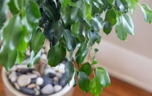 نگهداری و تکثیر گیاه فیکوس بنجامین