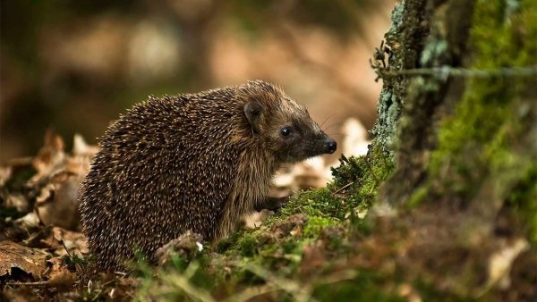 13 واقعیت جذاب درباره جوجه تیغی که احتمالاً نشنیده‌اید