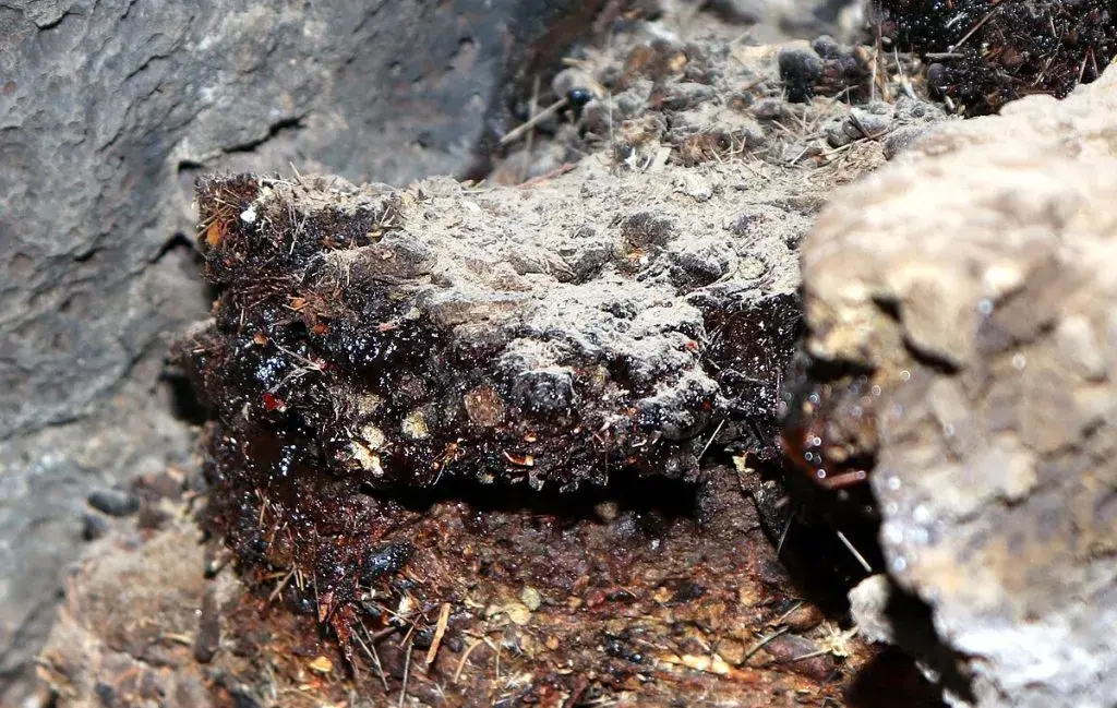 مکمل غذایی شیلاجیت چیست