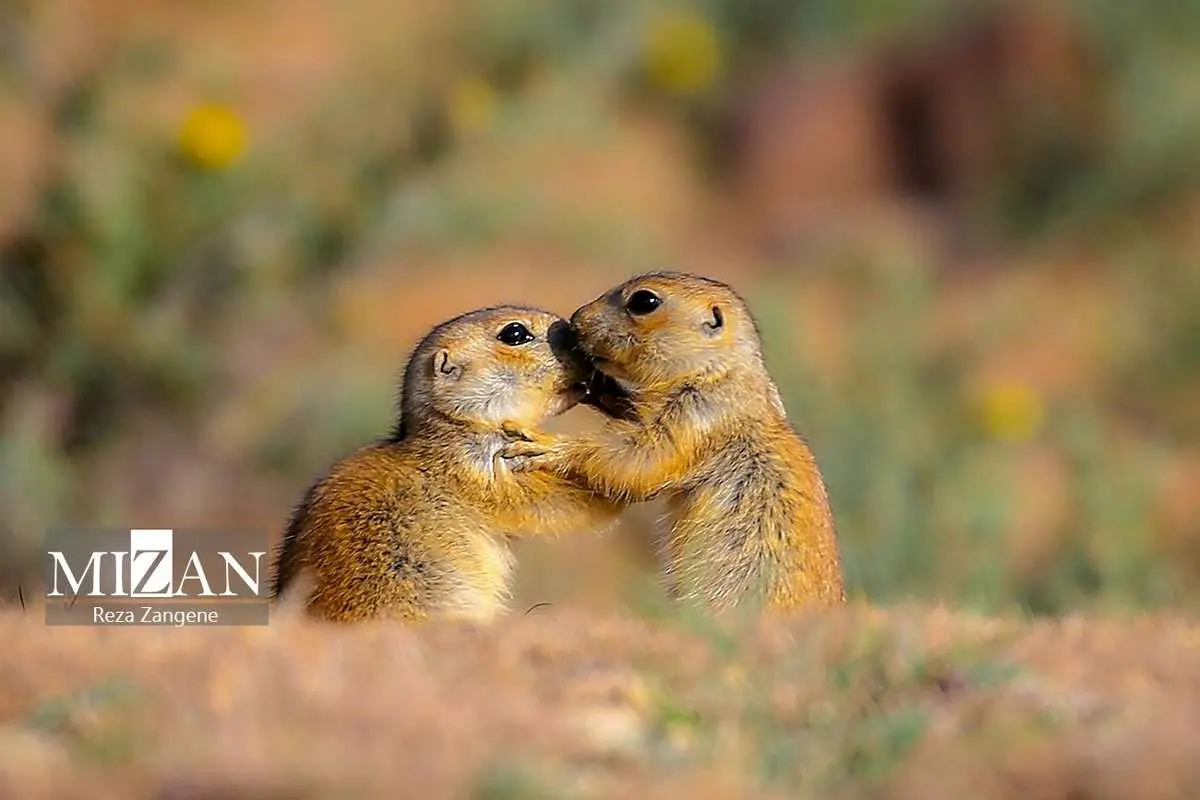 تصاویر؛ دیار الوند؛ بهشتی برای سنجاب‌های زمینی