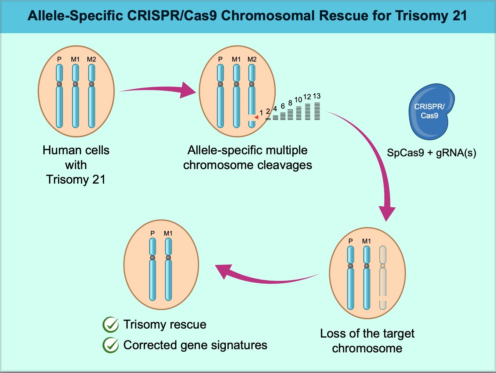 Trisomy Rescue