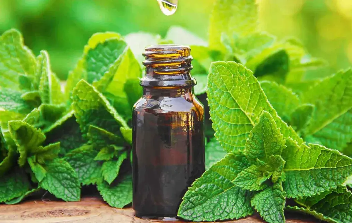 روغن نعناع فلفلی یک درمان طبیعی برای شپش سر