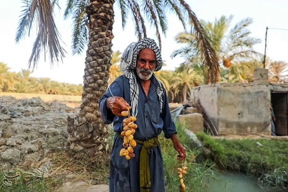 تصاویر؛ بازگشت زندگی به نخلستان‌های خوزستان
