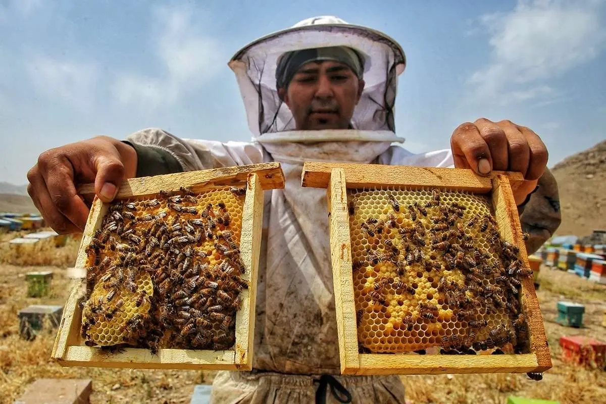 تصاویر؛ وقتی باغ‌ها کندوی عسل می‌شوند