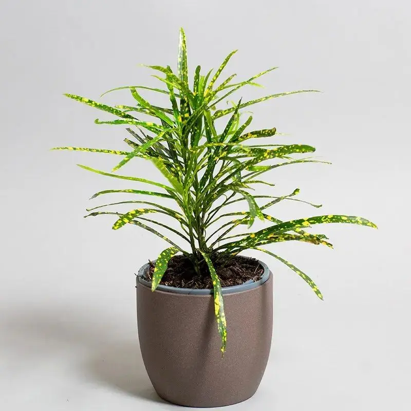  گیاهان آپارتمانی 