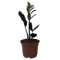 گیاه طبیعی زاموفیلیا مدل سوپر بلک کد MS-04