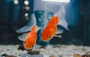  غذای مناسب ماهی آکواریوم و ماهی قرمز