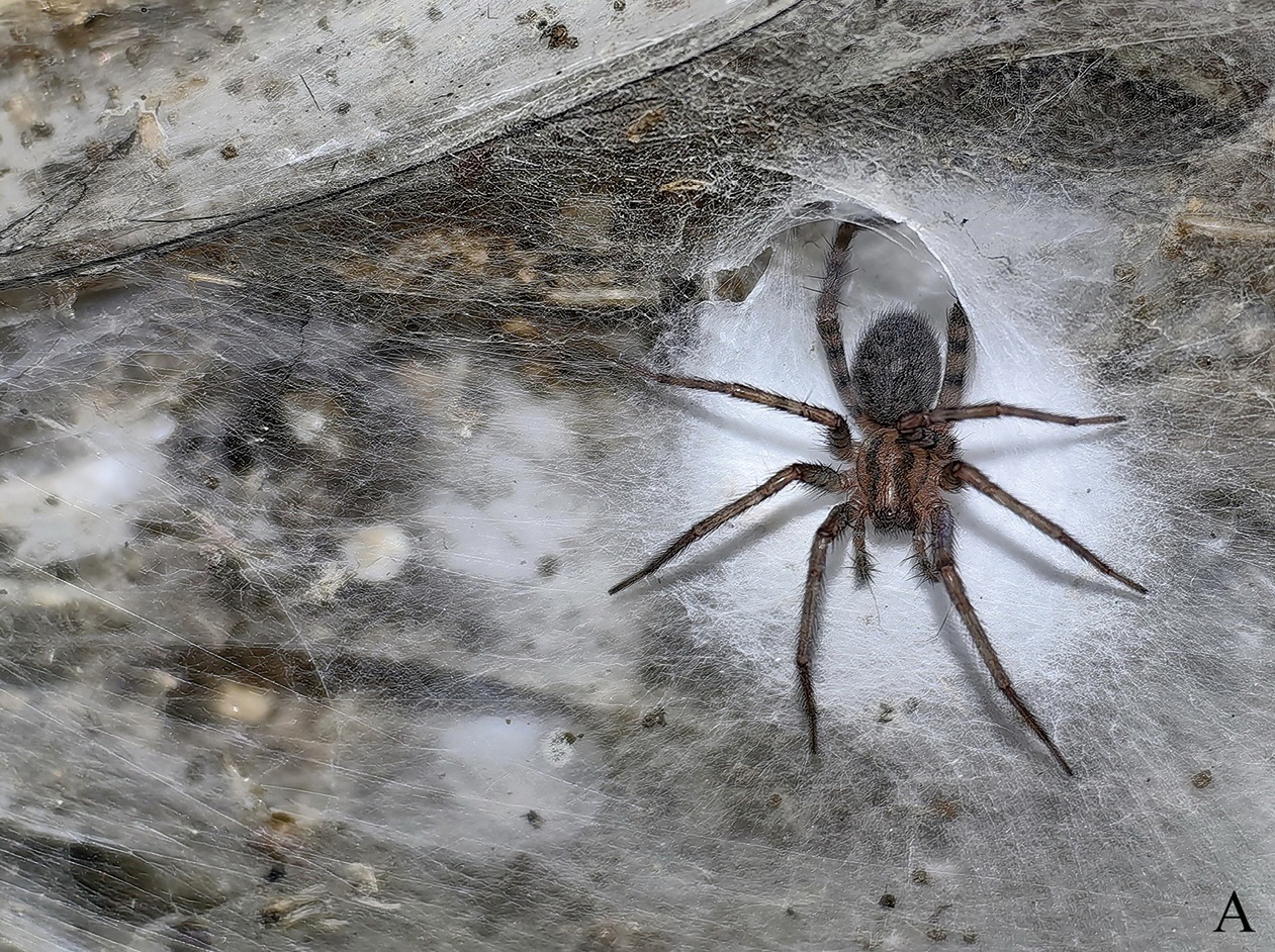 spider on web