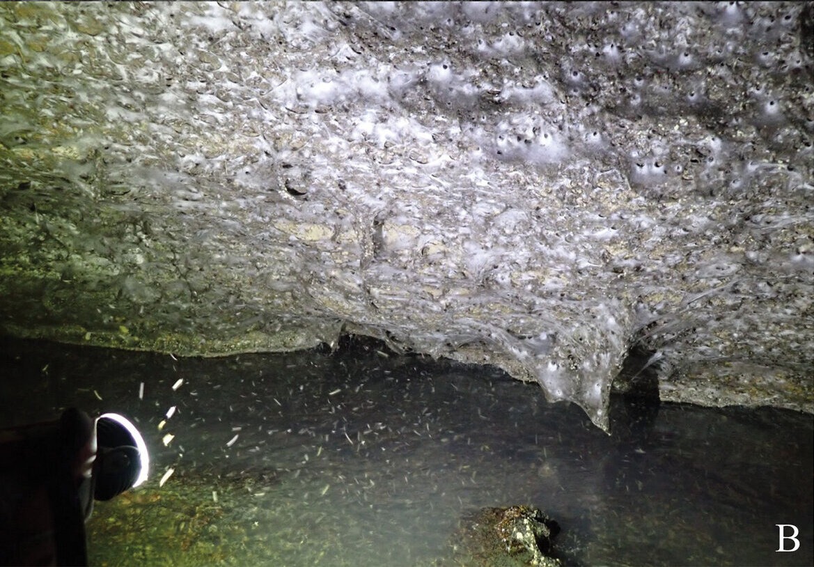 sulfur cave spiders bu