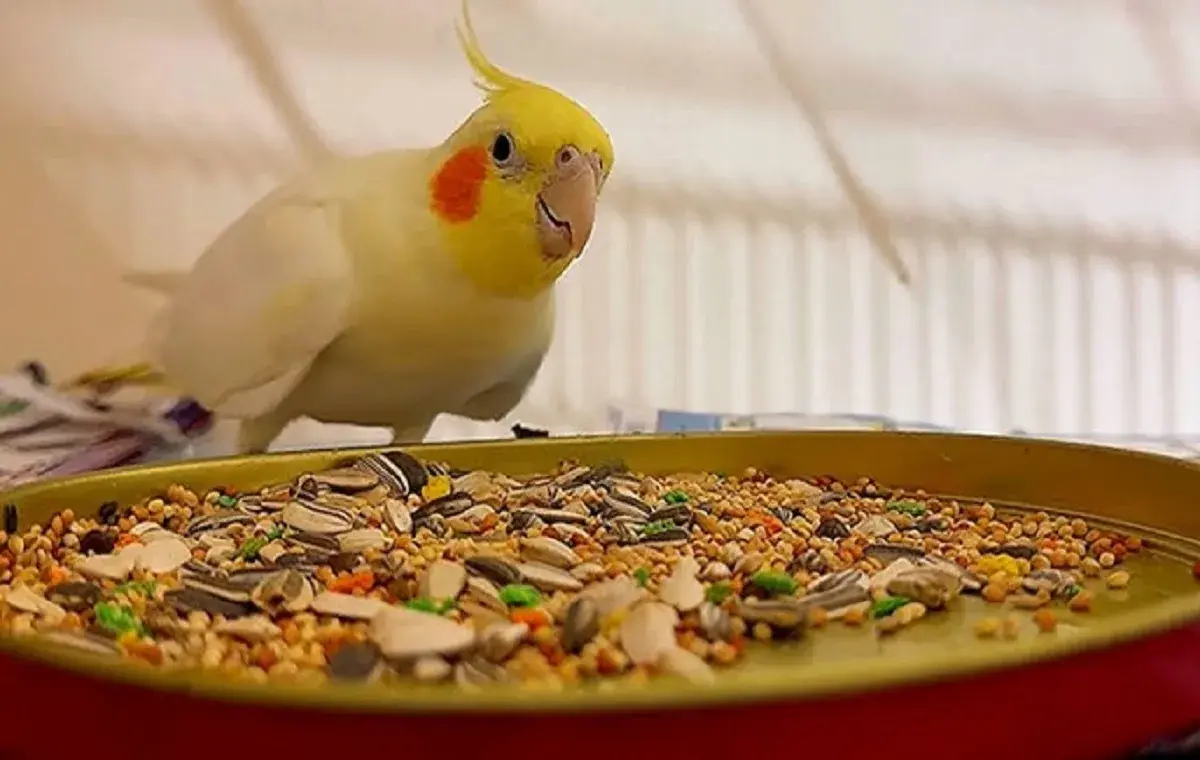 غذا برای عروس هلندی