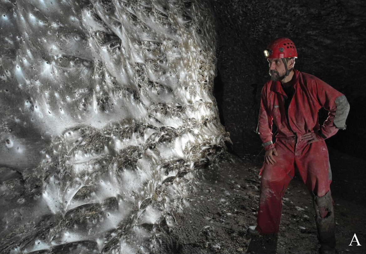 sulfur cave spiders bu