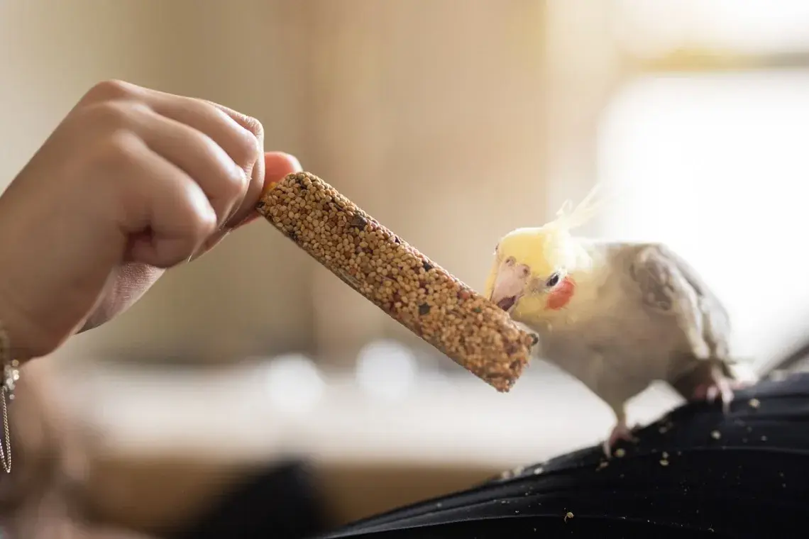 مقوی ترین غذا 