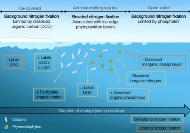 SeaIceDecline x