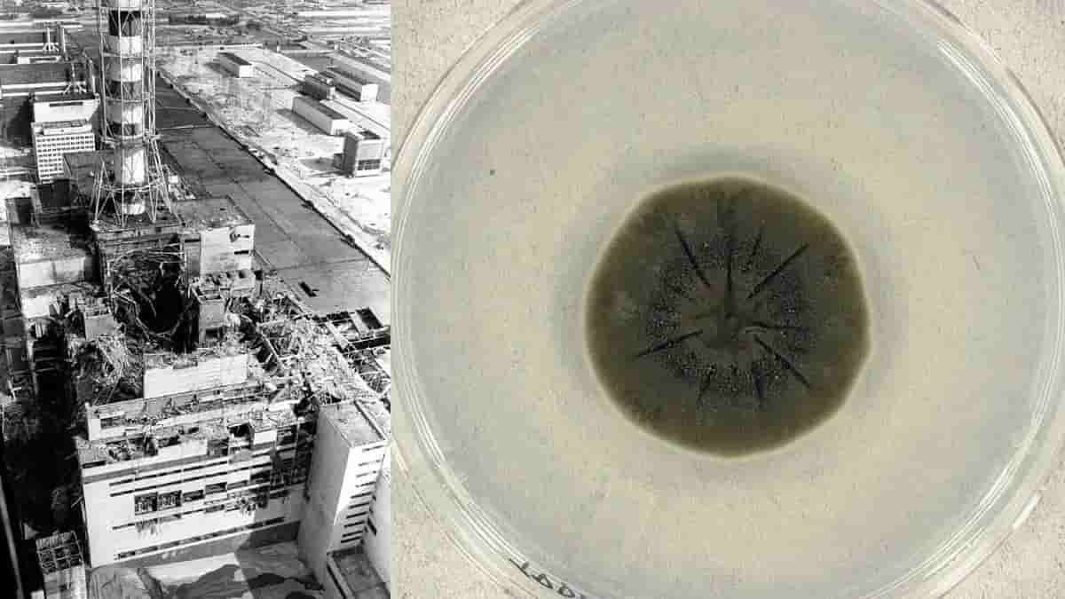 Scientists Discovered Black Fungus Feeding on Gamma Radiation Inside Chernobyl
