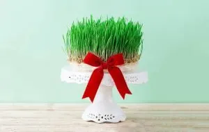 کاشت انواع سبزه عید (معرفی بذرها و روش کاشت و نگهداری)