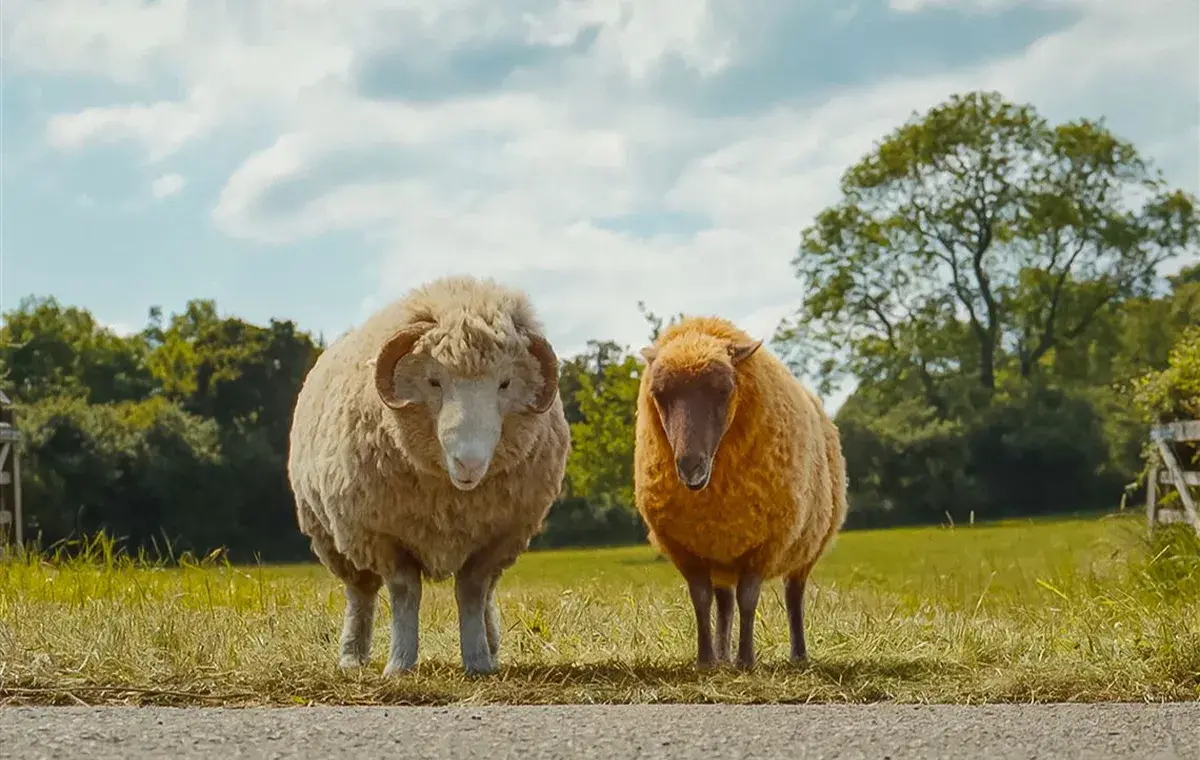 فیلم درباره حیوانات سخنگو ؛ کارآگاهان گوسفندی (The Sheep Detectives)