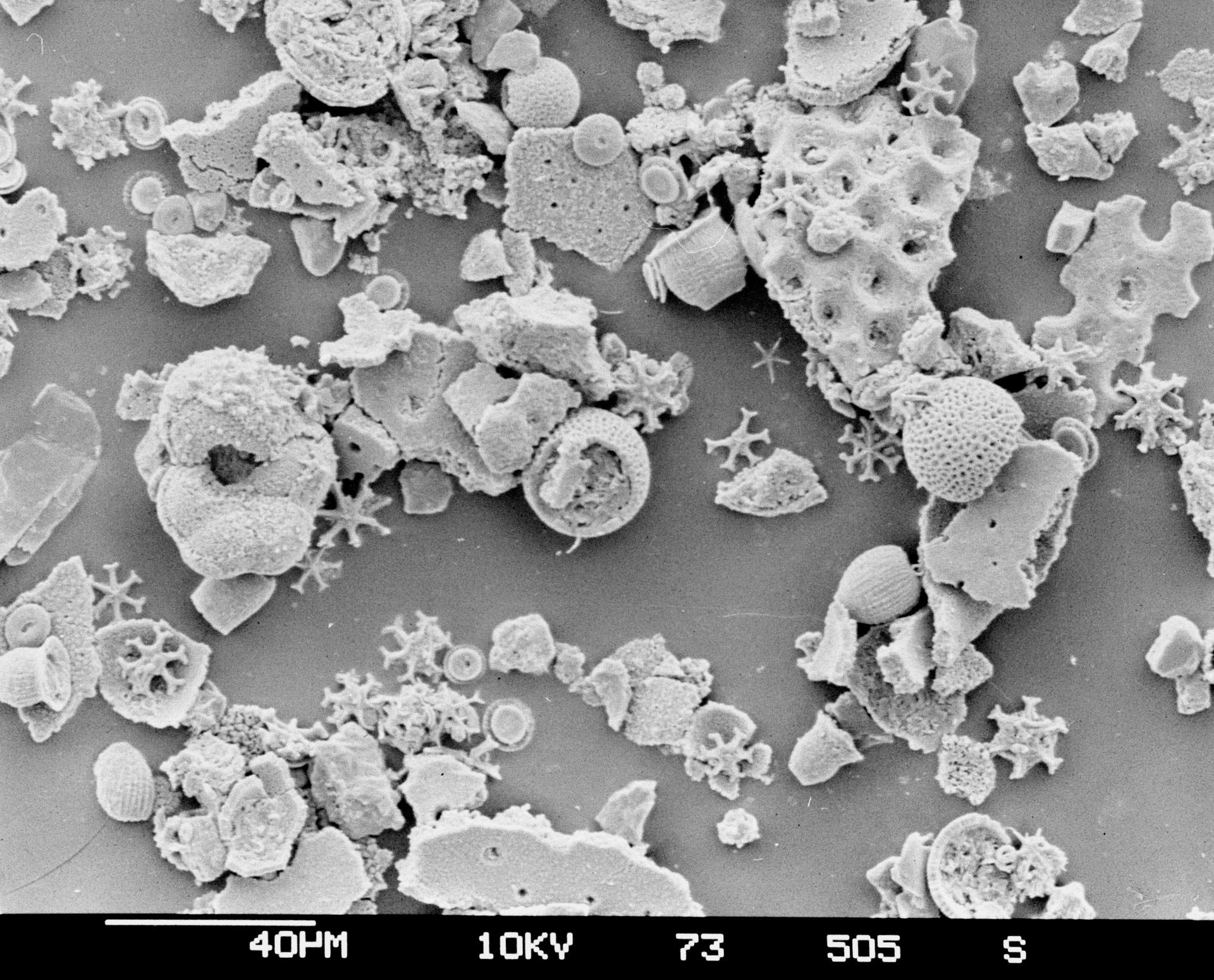 Deep Sea Microfossils Deep Sea Microfossils